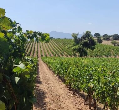 ath03-private-athens-marathon-lake-and-lazaridis-domaine-winery-tour-with-tasting-logo