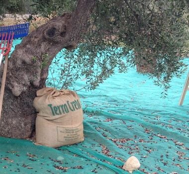 chania-tour-2-explore-the-secrets-of-wine-and-olives-3-logo