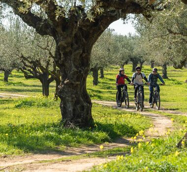 e-mounatain-bike-tour-in-kalamata-olive-routes-logo