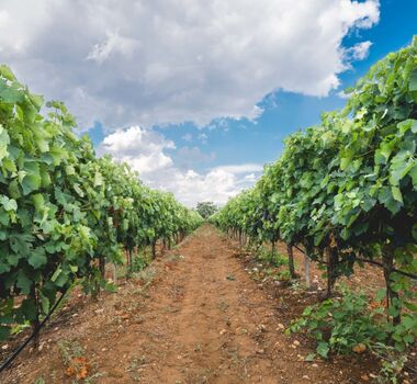 evia-wine-tour-and-spa-treatment-day-tour-from-athens-logo