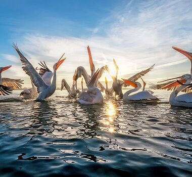 from-thessaloniki-private-day-trip-to-kerkini-lake-for-bird-watching-logo