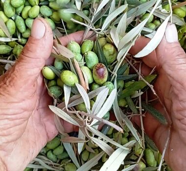 the-olive-oil-experience-logo