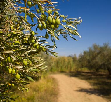 thessaloniki-olive-oil-and-olive-tasting-experience-logo