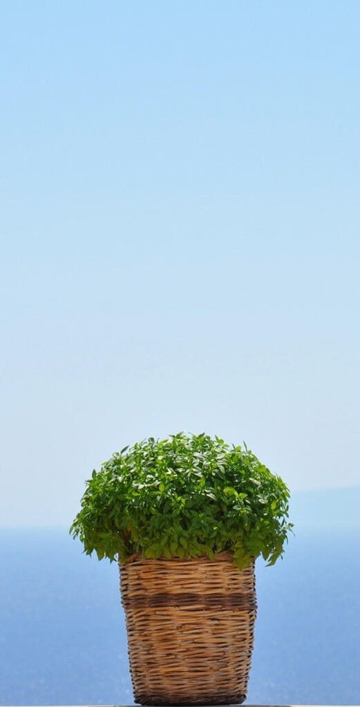 Basil in a basket with view