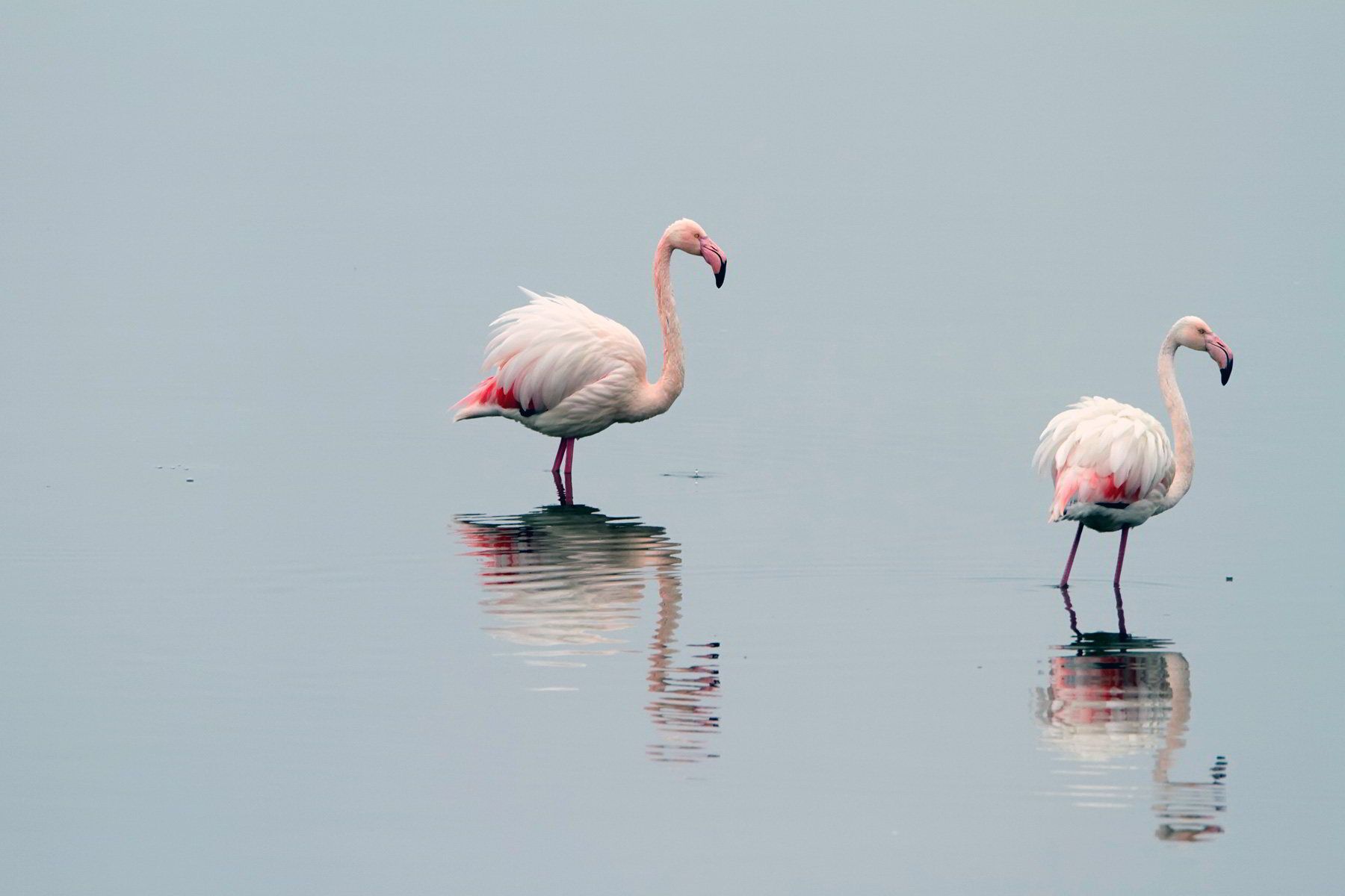 Lake Kerkini Holidays In Macedonia Discover Greece
