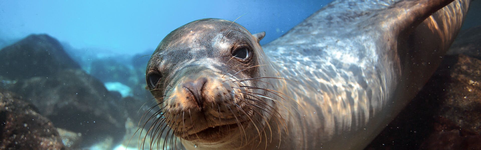 Alonissos, home of the Mediterranean monk seal
