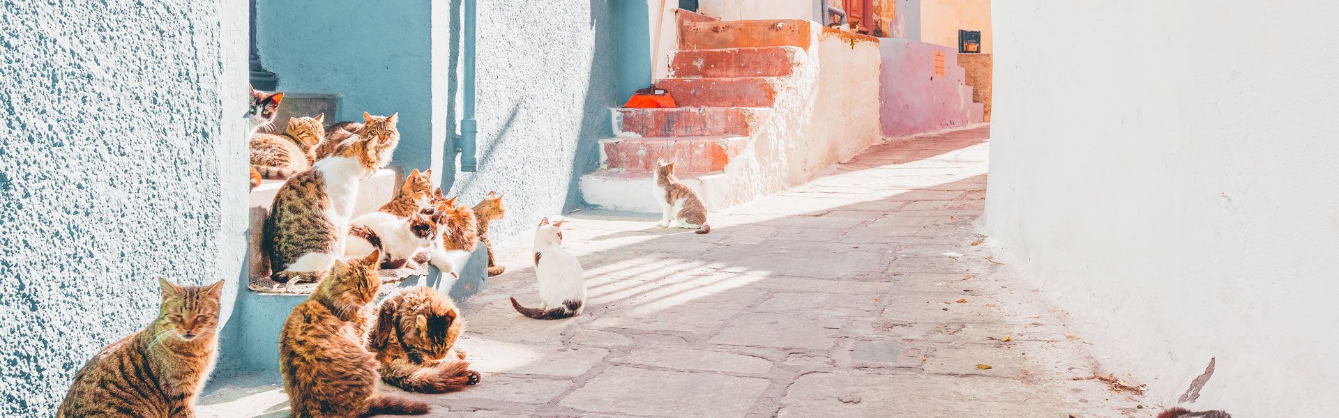 Cats in a street of Mandraki village on Nisyros island