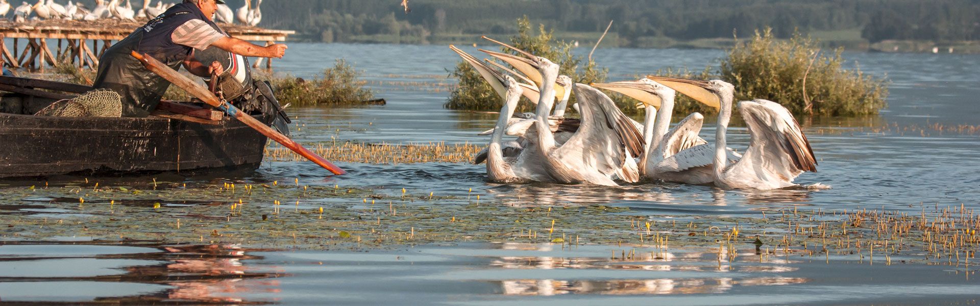 Local fisherman feeds the Dalmatian Pelicans of the lake Kerkini