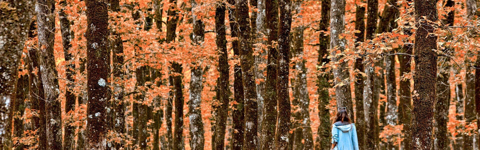 Lose yourself in the magic of the Foloi oak forest