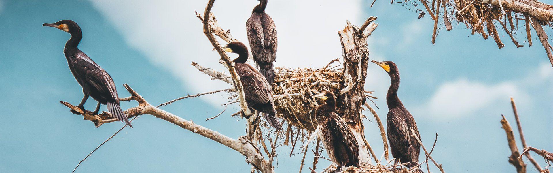 Avian inhabitants of the Ambracian Gulf