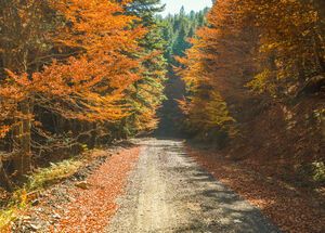 Trees with golden leaves at autumn in Valia Κalda