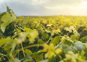 Vineyard