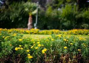 Yellow flowers in the National Garden of Athens