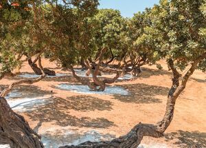 The mastic fields come alive from mid-June to early July when the soil is levelled and the white powder (calcium carbonate) is placed around the trunks