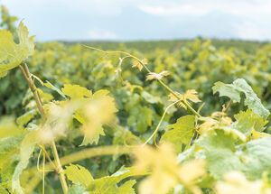 Rolling down hillsides and meandering through valleys, the vineyards of today are interwoven into the Heraklion landscape