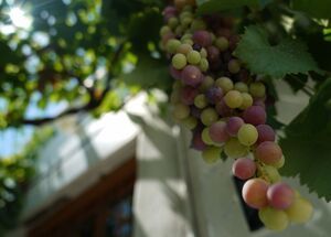 Grapes and Cycladic architecute, Prodromos village
