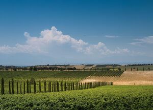 Touring the vineyards and cellars will give you an appreciation of the first rate facilities