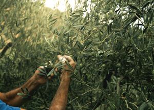 Olive picking in the Peloponnese
