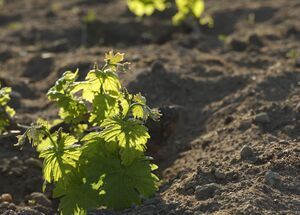Paros Farming Community-mainImage