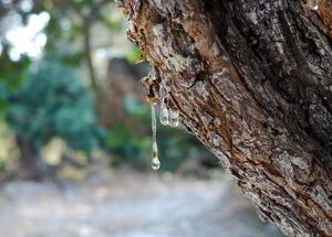 Résine sur les arbres de mastic à Chios