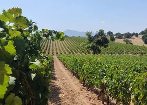 ath03-private-athens-marathon-lake-and-lazaridis-domaine-winery-tour-with-tasting-logo