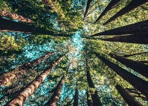 ath21-private-tour-in-the-chestnut-forest-of-steni-evia-logo