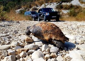 cfu02-explore-more-in-corfu-south-route-logo