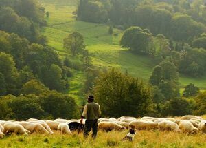 discover-authentic-crete-dine-with-a-shepherd-in-the-wilderness-with-live-music-logo