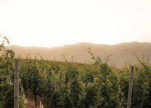 drama-the-freshness-wine-experience-logo