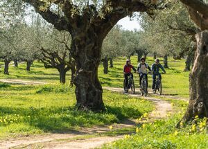 e-mounatain-bike-tour-in-kalamata-olive-routes-logo