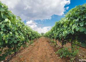 evia-wine-tour-and-spa-treatment-day-tour-from-athens-logo