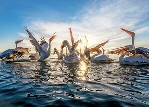 from-thessaloniki-private-day-trip-to-kerkini-lake-for-bird-watching-logo