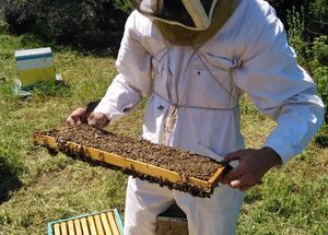 naxos-mainland-delicacy-discovery-logo