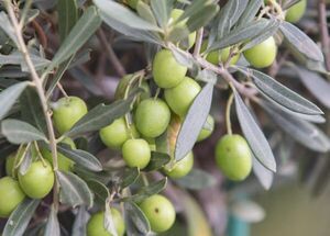 olive-oil-routes-logo