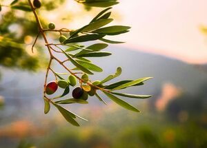olive-oil-tasting-experience-logo