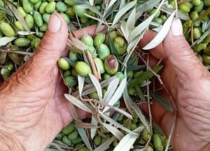 the-olive-oil-experience-logo