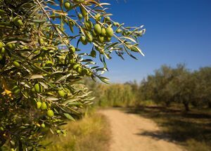 thessaloniki-olive-oil-and-olive-tasting-experience-logo