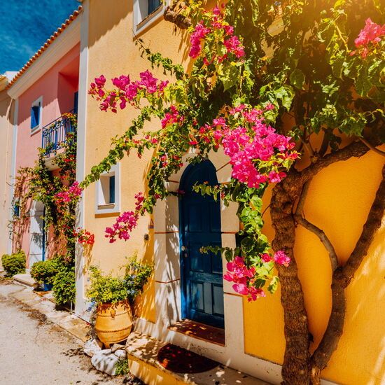 Traditional colorful greek houses in Assos village. Blooming fuchsia plant flowers growing around door. 