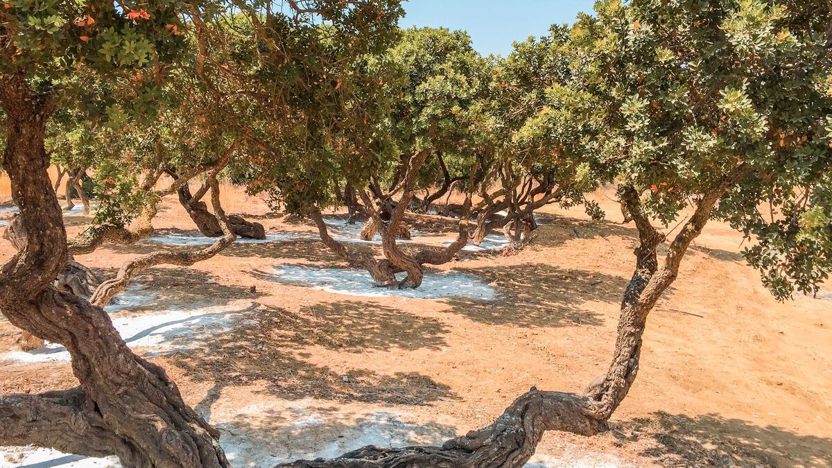 D  couvrez les traditions mastic Chios Nourriture boissons