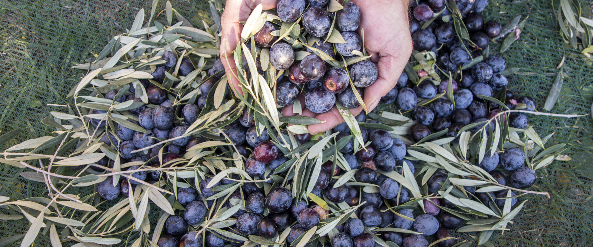 Picked Olives