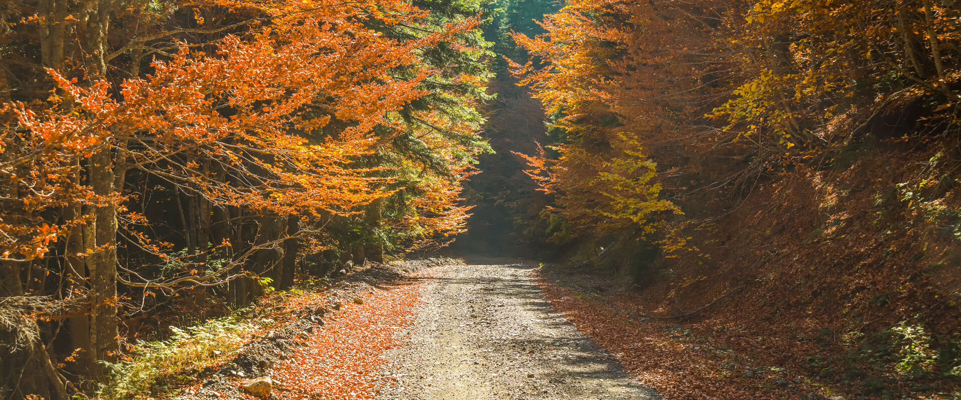 Деревья с золотыми листьями на осень в Valia Κalda