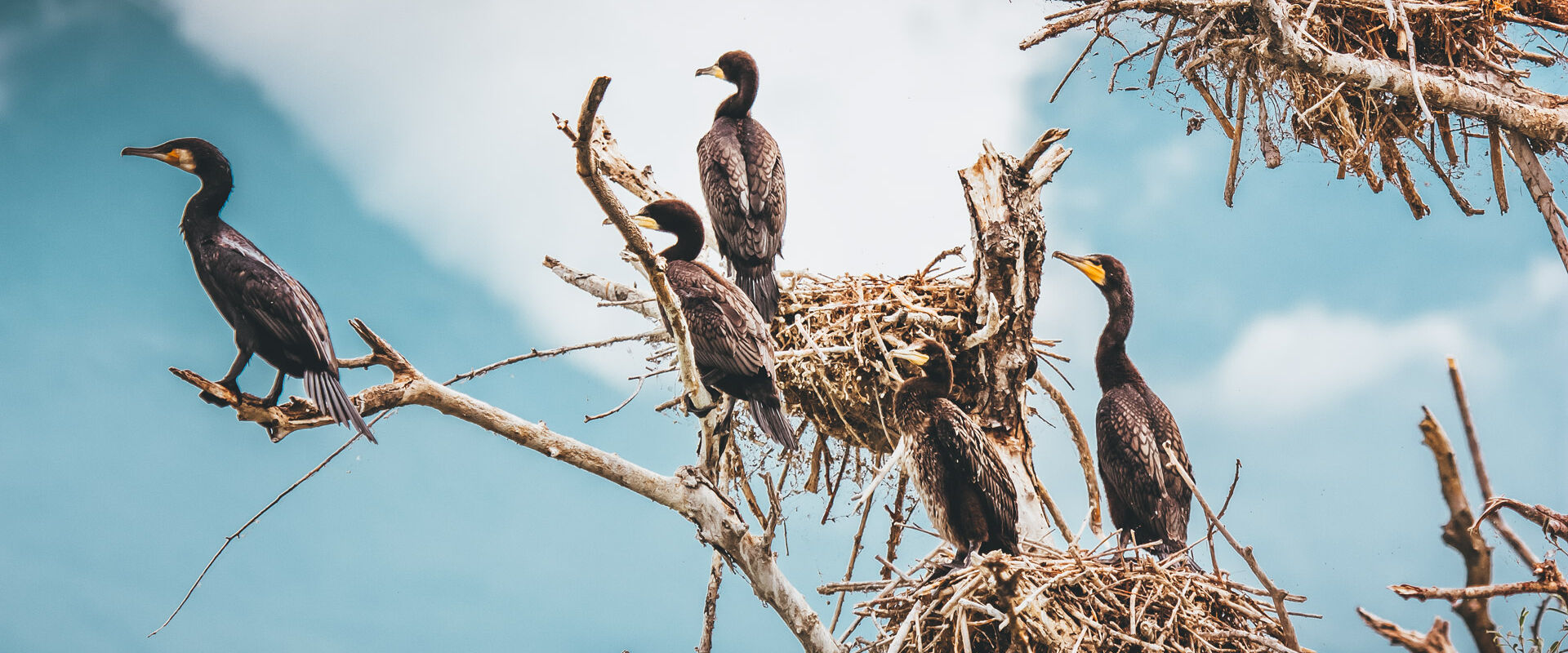 Avian inhabitants of the Ambracian Gulf