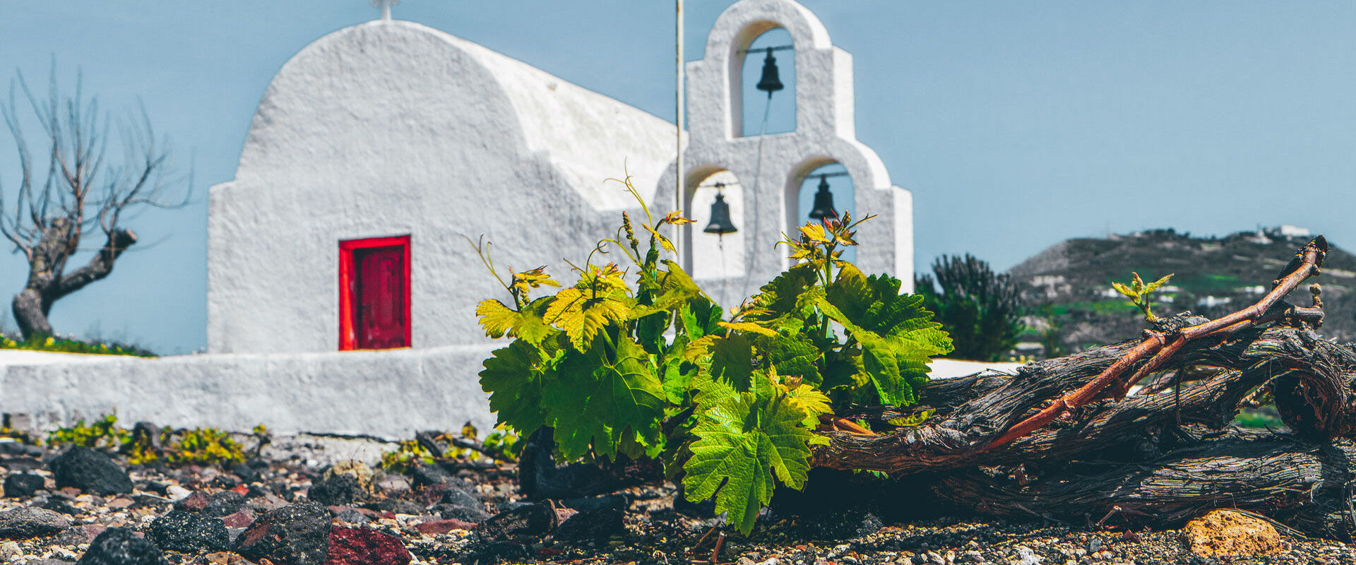 Wine-making can be traced here to before the eruption of its legendary volcano, more than 3,000 years ago