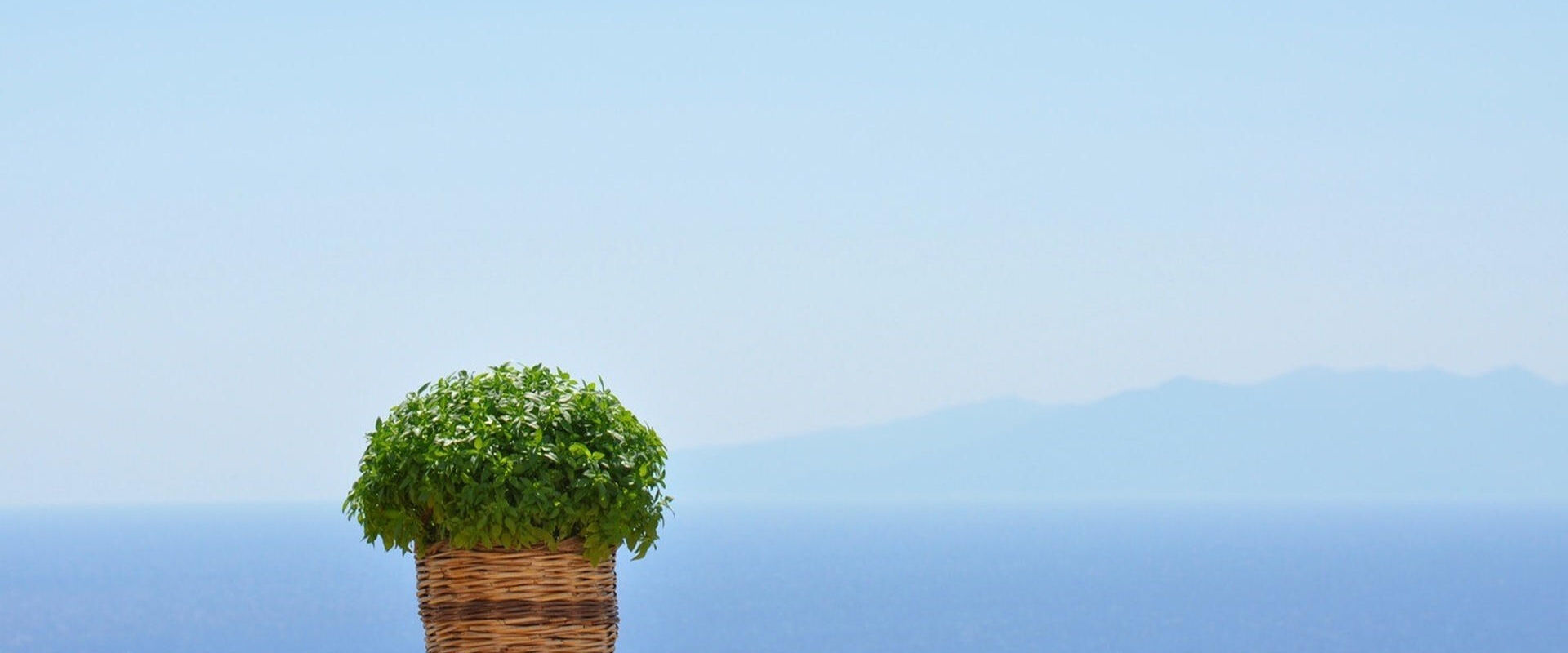 Basil in a basket with view