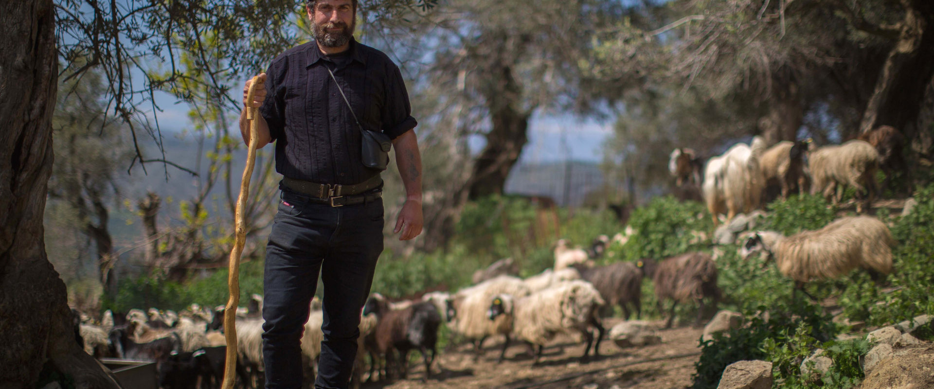 Cretan shepherd holding a katsouna - the Cretan shepherd's crook