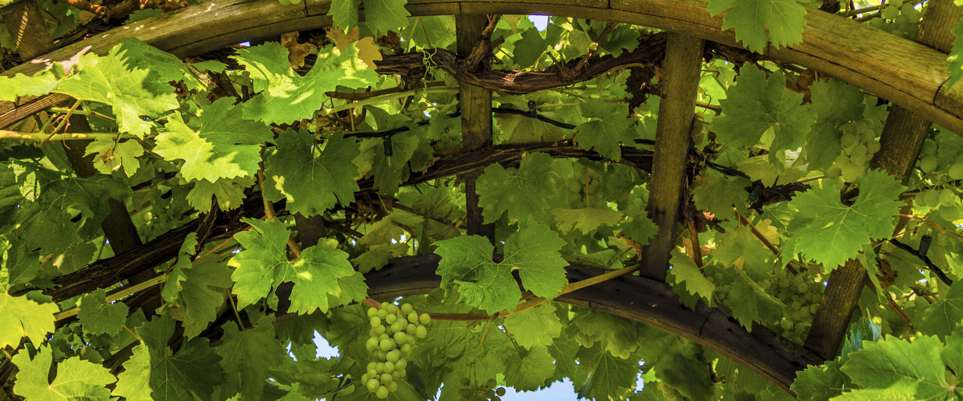 Achaia is one of Greece’s largest viticulture zones in terms of volume