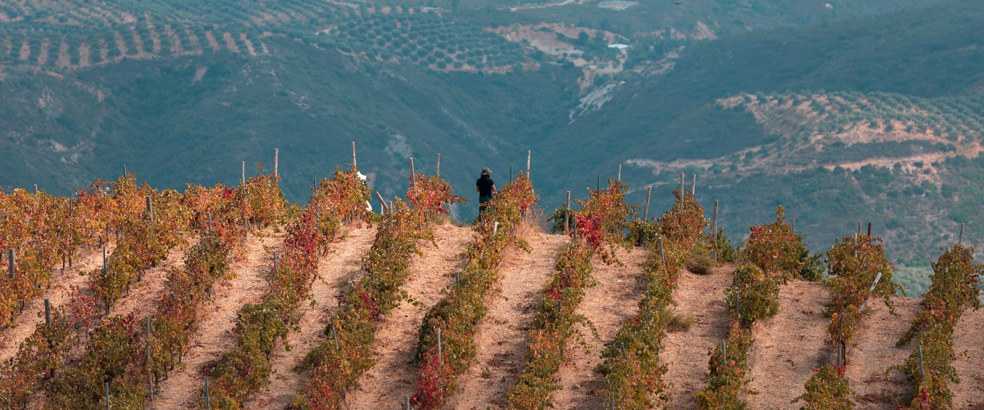 There are plenty of wineries to choose from, in the foothills of the White Mountains and around the Apokoronas villages