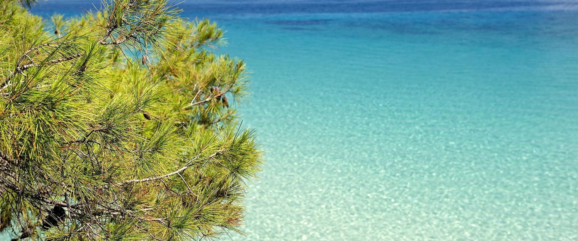 Pines and sea in perfect harmony in Halkidiki
