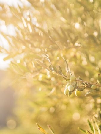 Following the olive route in Messinia