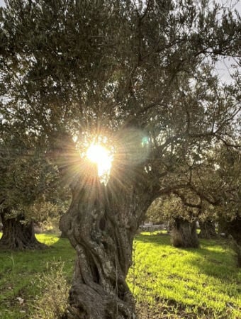 Naxos: Olive Oil tasting & Farm-to-Table” Lunch